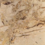 Breccia Aurora