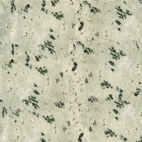 Eucalyptus