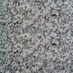 White Leopard