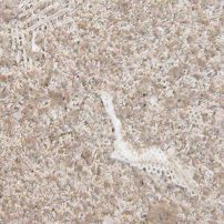 Indiana Limestone